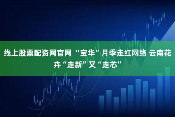 线上股票配资网官网 “宝华”月季走红网络 云南花卉“走新”又“走芯”