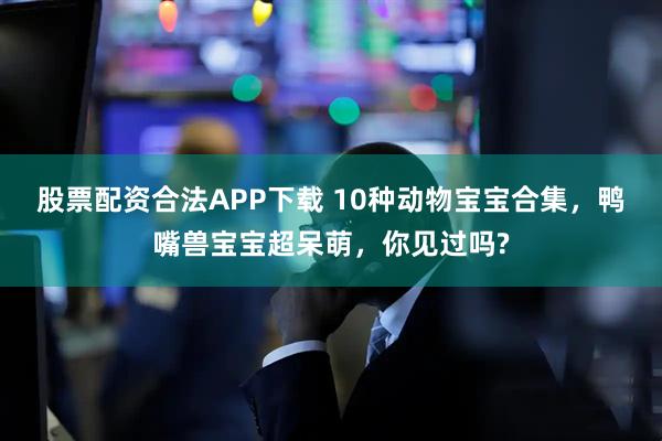 股票配资合法APP下载 10种动物宝宝合集，鸭嘴兽宝宝超呆萌，你见过吗?