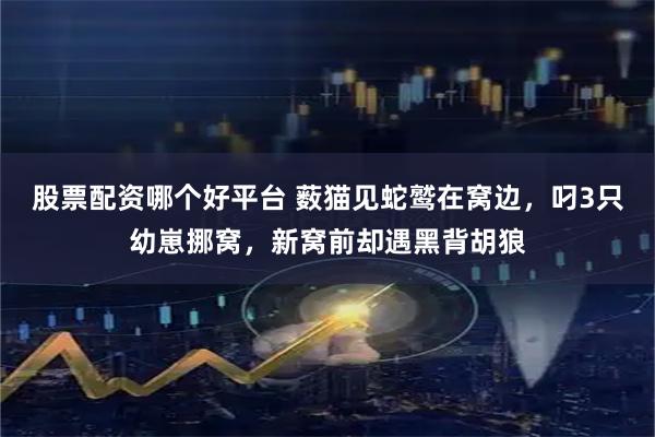 股票配资哪个好平台 薮猫见蛇鹫在窝边，叼3只幼崽挪窝，新窝前却遇黑背胡狼